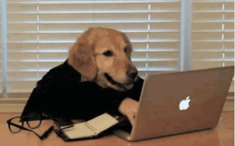 Funny dog typing on laptop while working from home to network remotely