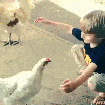 Little boy hugging a chicken.